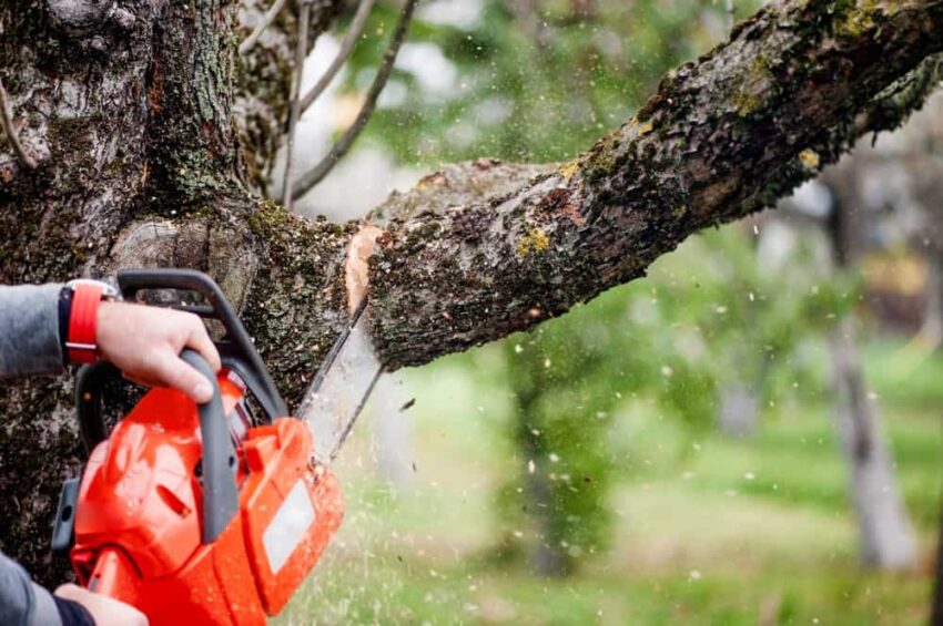 Lopping larger branches