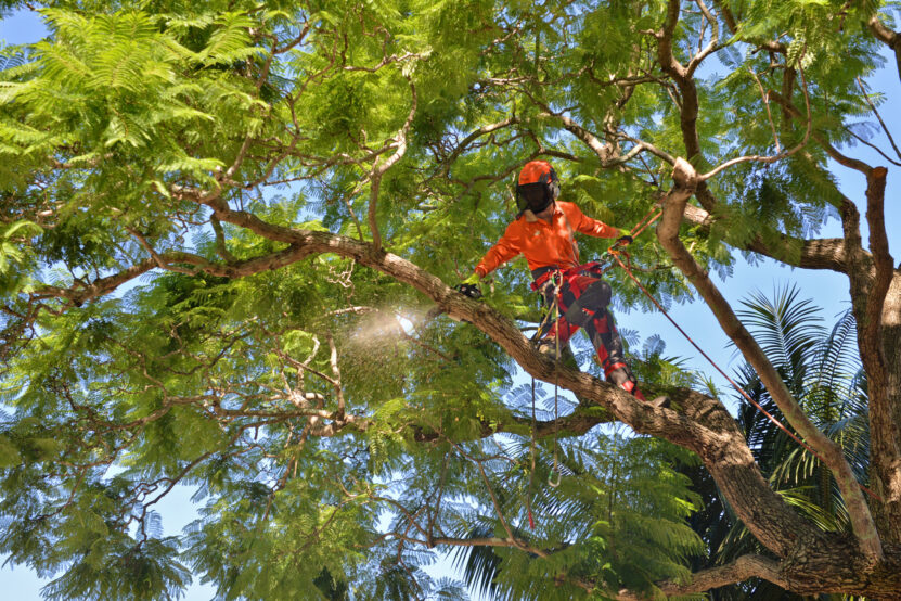 tree lopping