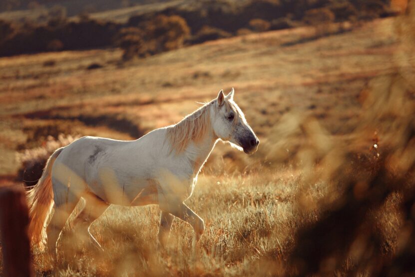 White Horse