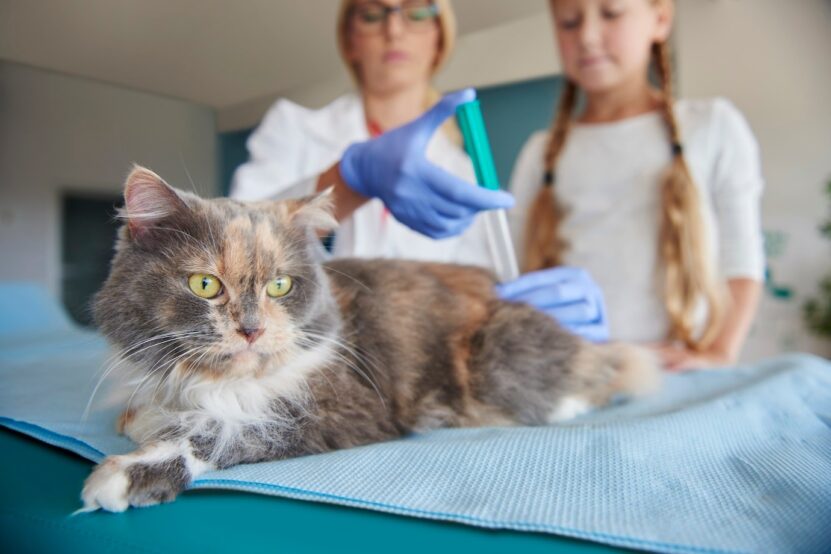 veterinarian use blood from cat for dna test