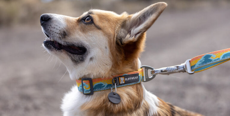 How to Maintain Designer Dog Collars